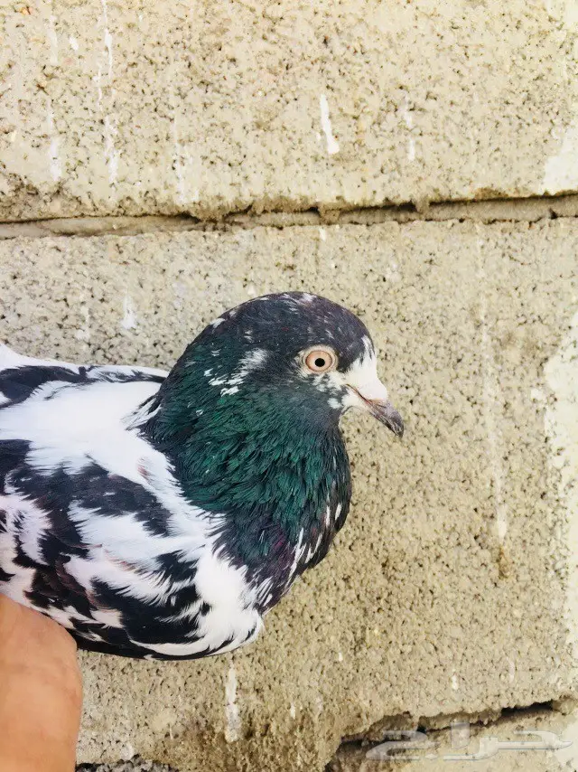 حمام تيدي للبيع  (image 5)