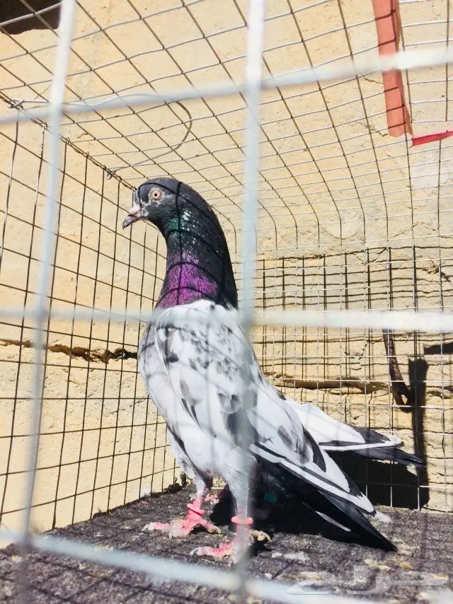 حمام تيدي للبيع  (image 6)