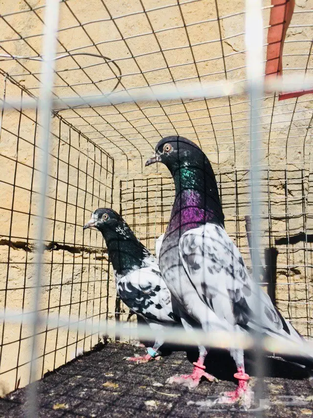 حمام تيدي للبيع  (image 7)