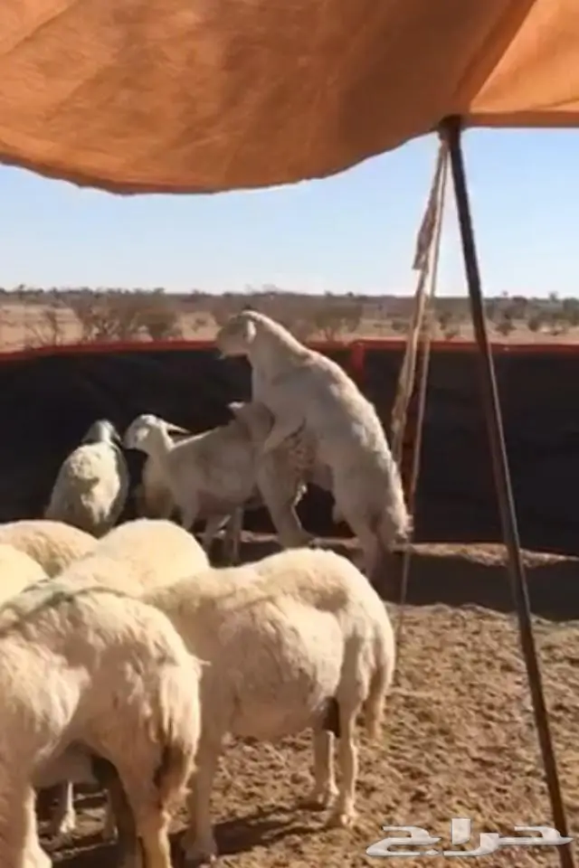 فحل صنف مشروط في املج -الحد 2000 ريال (image 3)