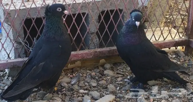 حمام اتراك للبيع