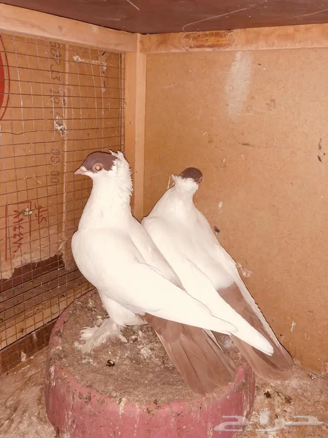 زوج بالون مع الأنتاج (image 3)