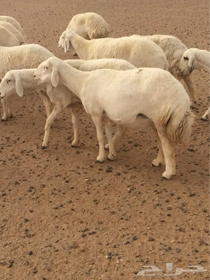 غنم صنف الصنف (image 6)