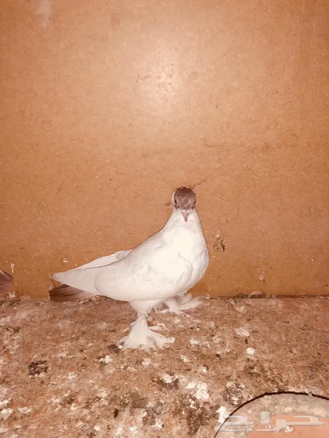 زوج بالون مع الأنتاج (image 2)