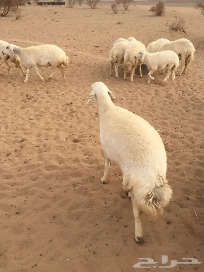 غنم صنف الصنف (image 1)