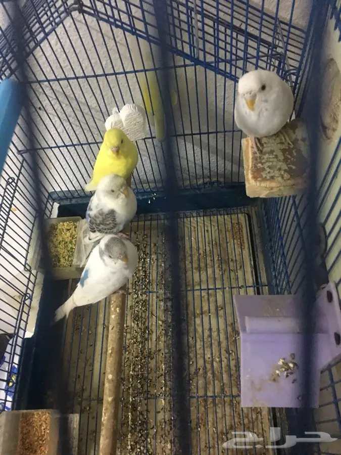 جوزين بادجي عصفور الحب (image 2)