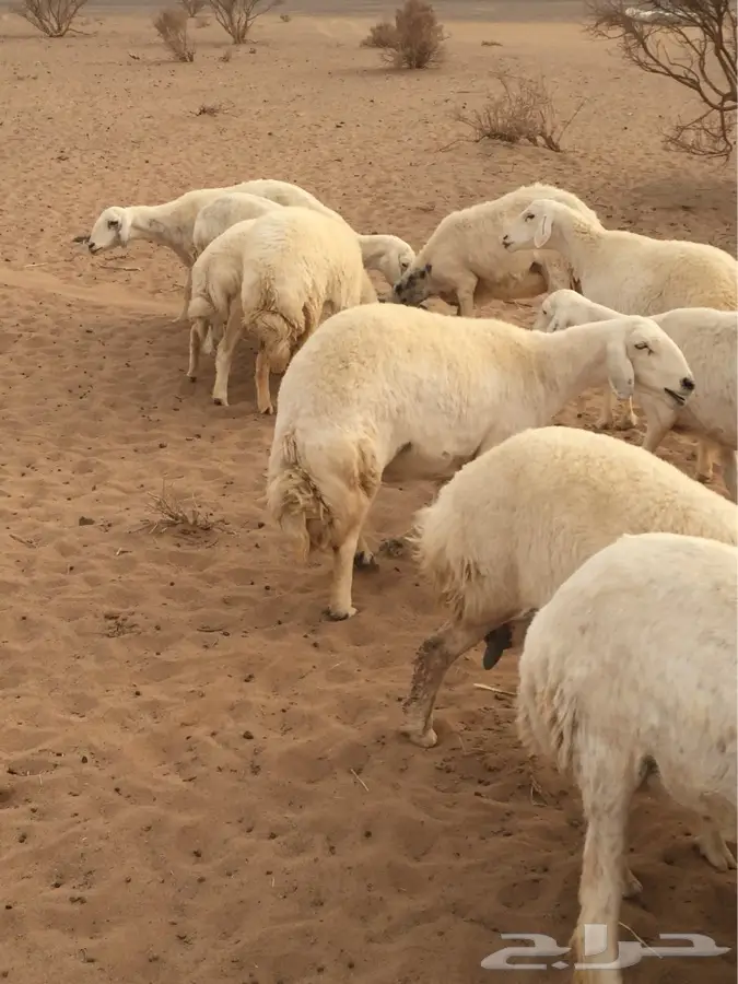 غنم صنف الصنف (image 4)