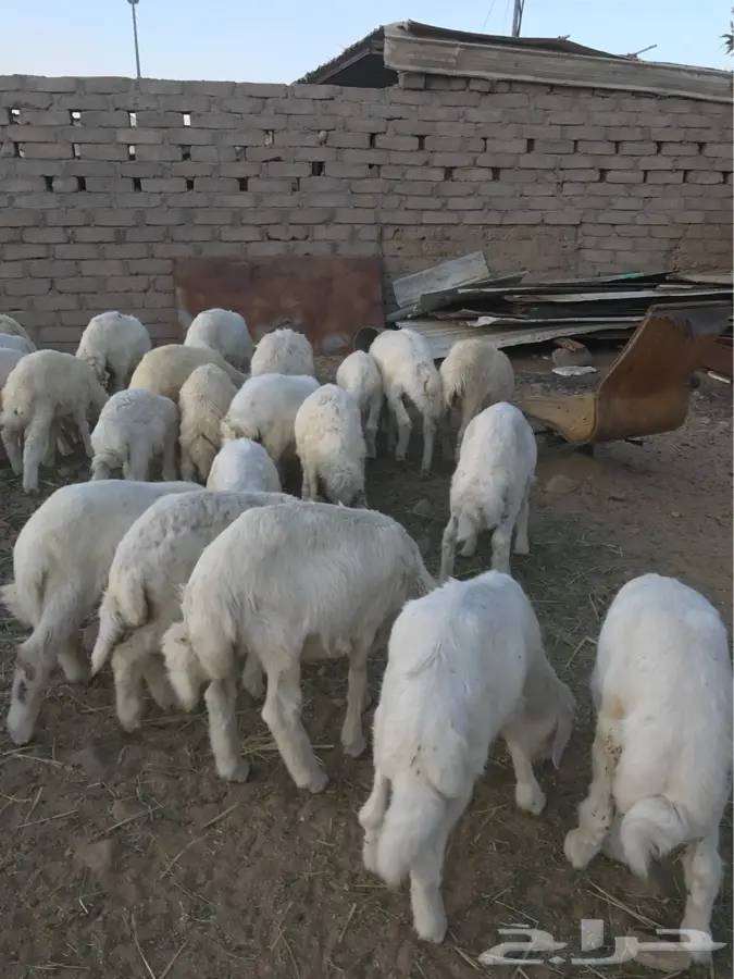 قطط و جروات رائعة للبيع - مكة المكرمة (image 5)