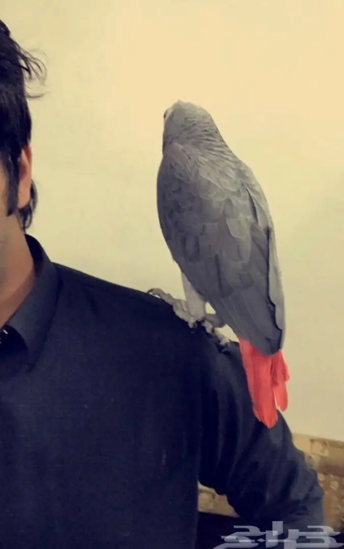 بغبغاء كاسكو  (image 6)