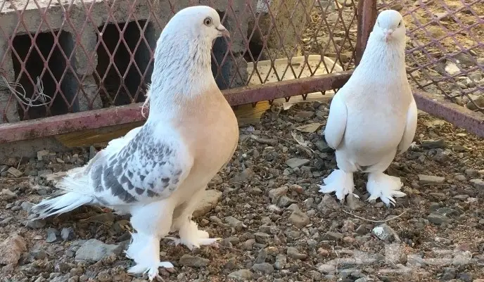 حمام اتراك  (image 6)