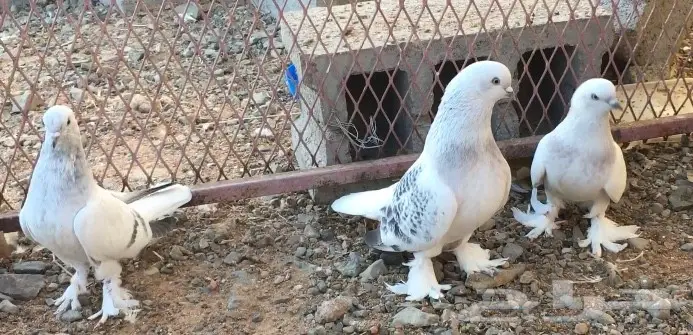 حمام اتراك  (image 7)