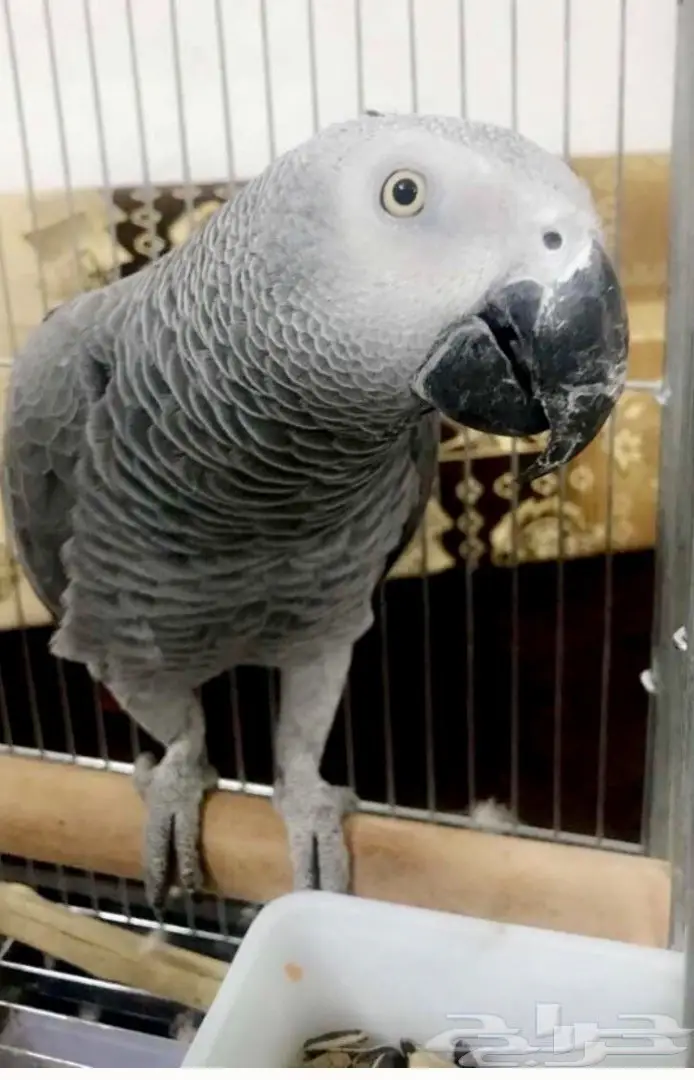 بغبغاء كاسكو  (image 5)