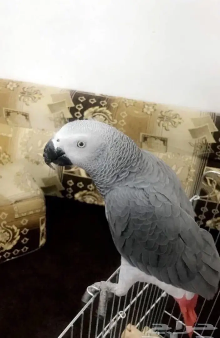 بغبغاء كاسكو  (image 1)