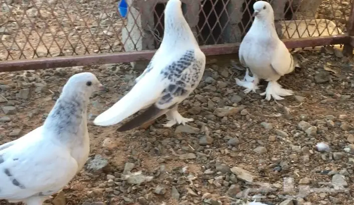 حمام اتراك  (image 8)