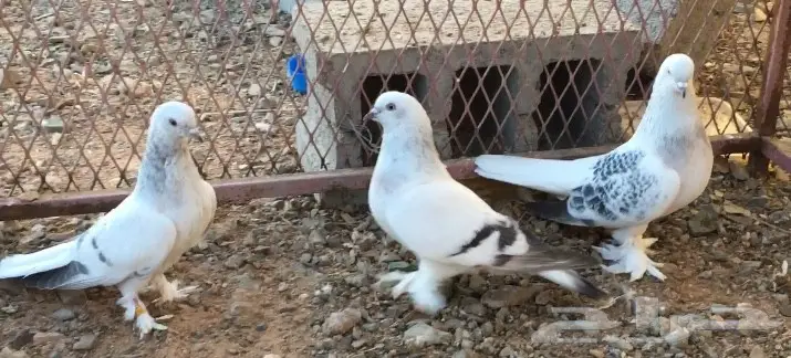 حمام اتراك  (image 9)