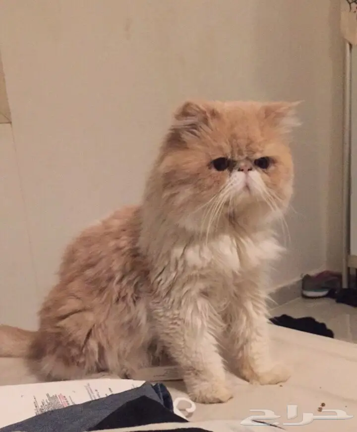 قط شيرازي بيكي باندا كريمي - مستوى عالي للبيع (image 1)
