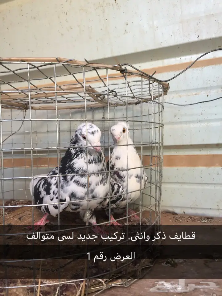 حمام قطايف. وغيرها 