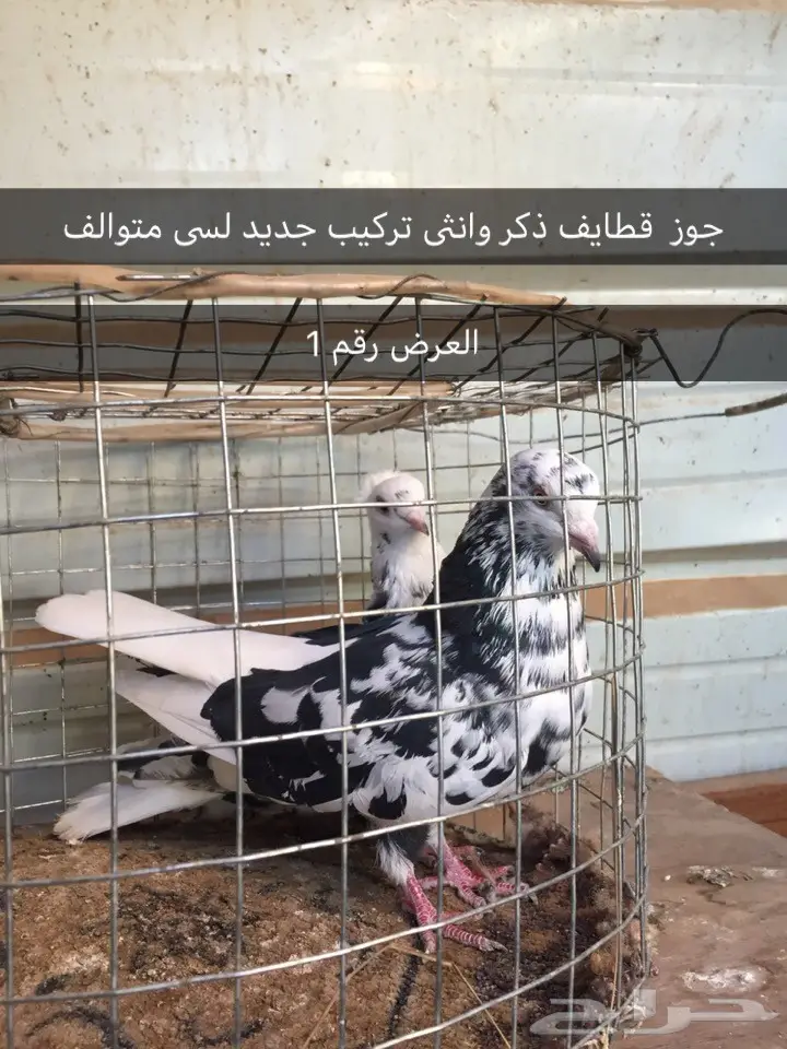 حمام قطايف. وغيرها  (image 1)