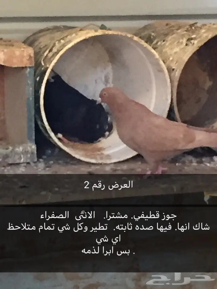 حمام قطايف. وغيرها  (image 2)