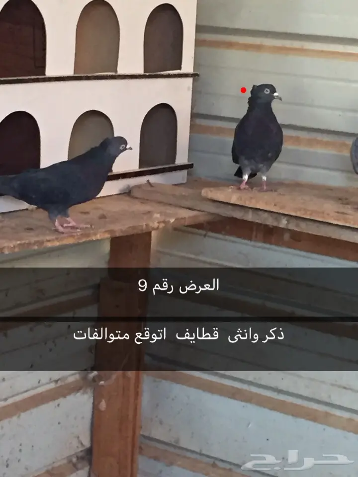 حمام قطايف. وغيرها  (image 3)