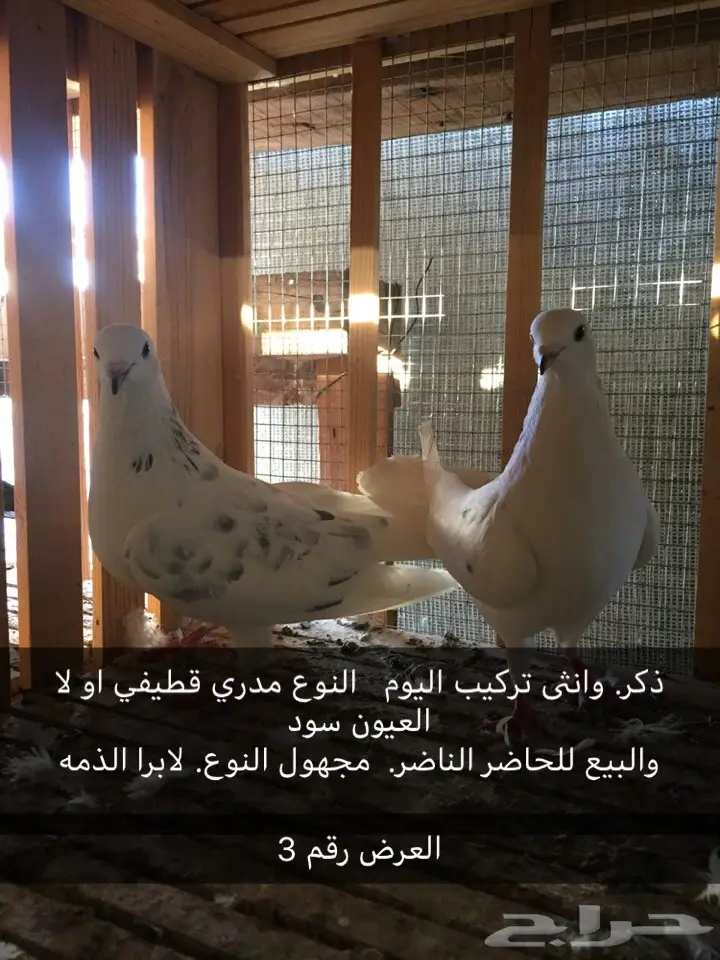 حمام قطايف. وغيرها  (image 4)