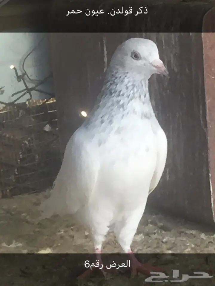 حمام قطايف. وغيرها  (image 5)