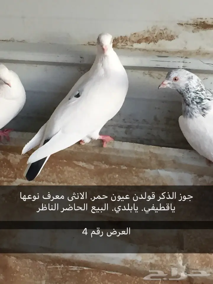 حمام. قطايف. بكستاني  (image 1)