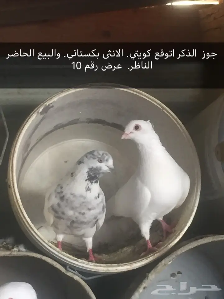 حمام. قطايف. بكستاني  (image 2)