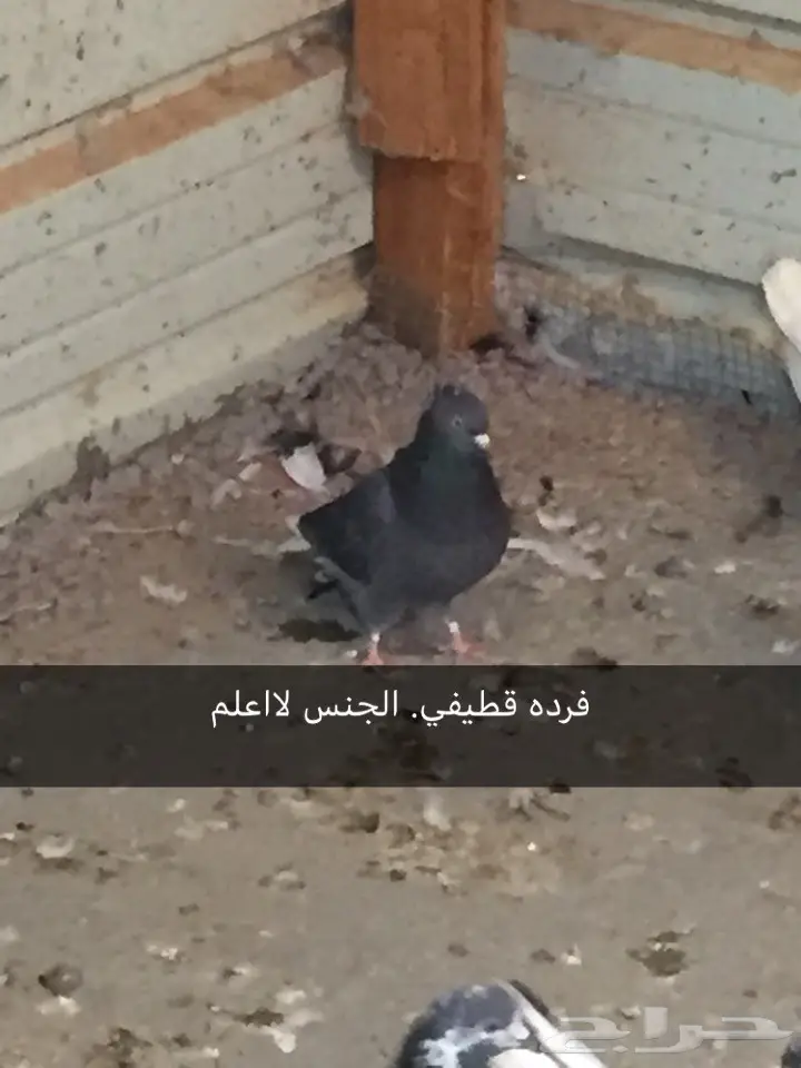 حمام. قطايف. بكستاني  (image 3)