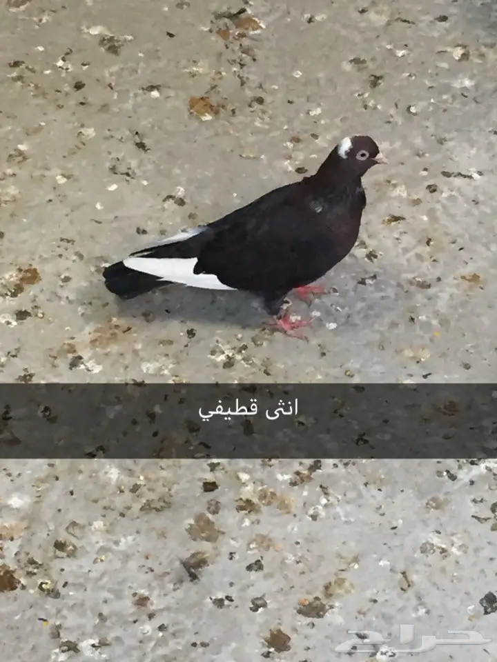 حمام. قطايف. بكستاني  (image 4)