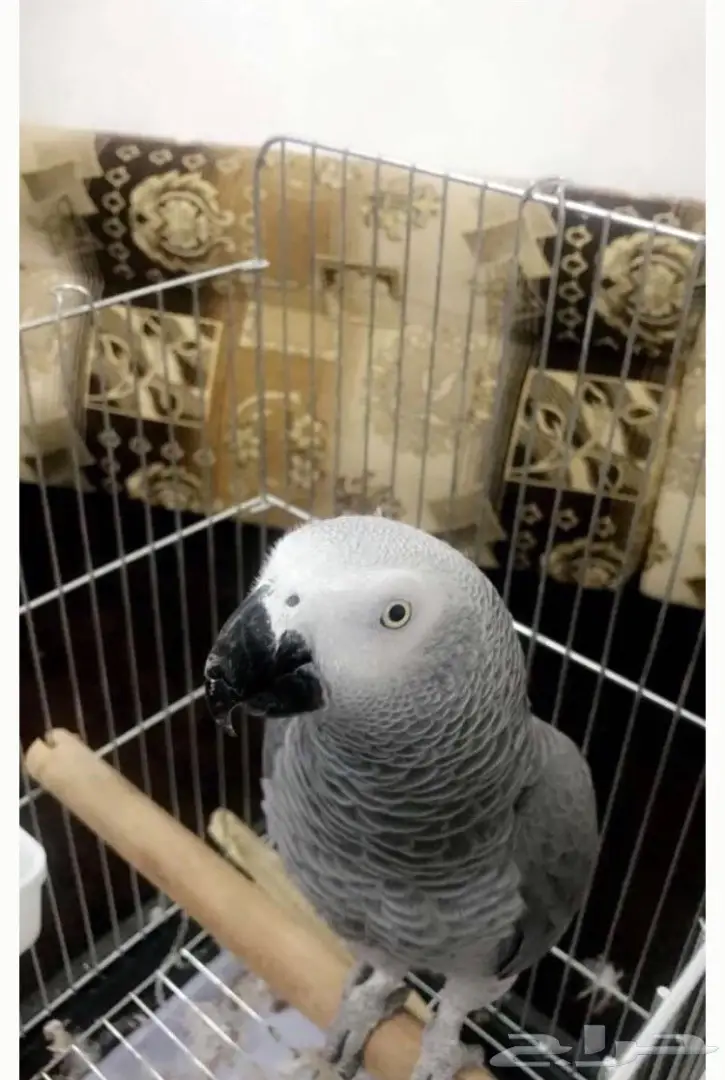 بغبغاء كاسكو 