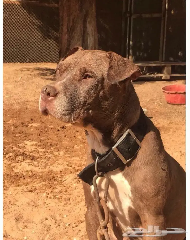 بيتبول أنثى مسيومه 1000