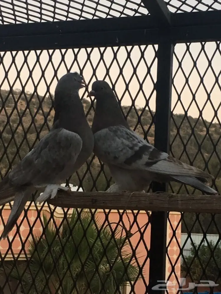 زوج تركي TOP منتج  (image 6)