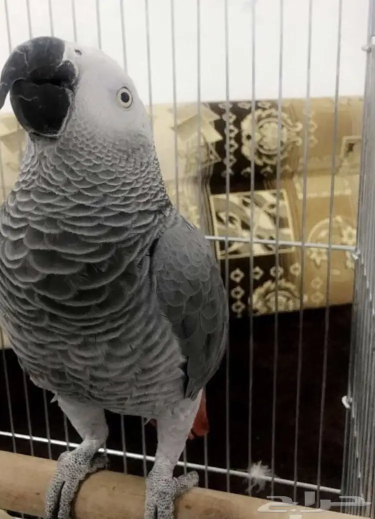 بغبغاء كاسكو  (image 4)