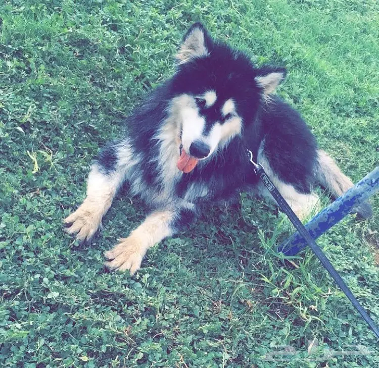 جرواي ألاسكا مالموت  (image 6)