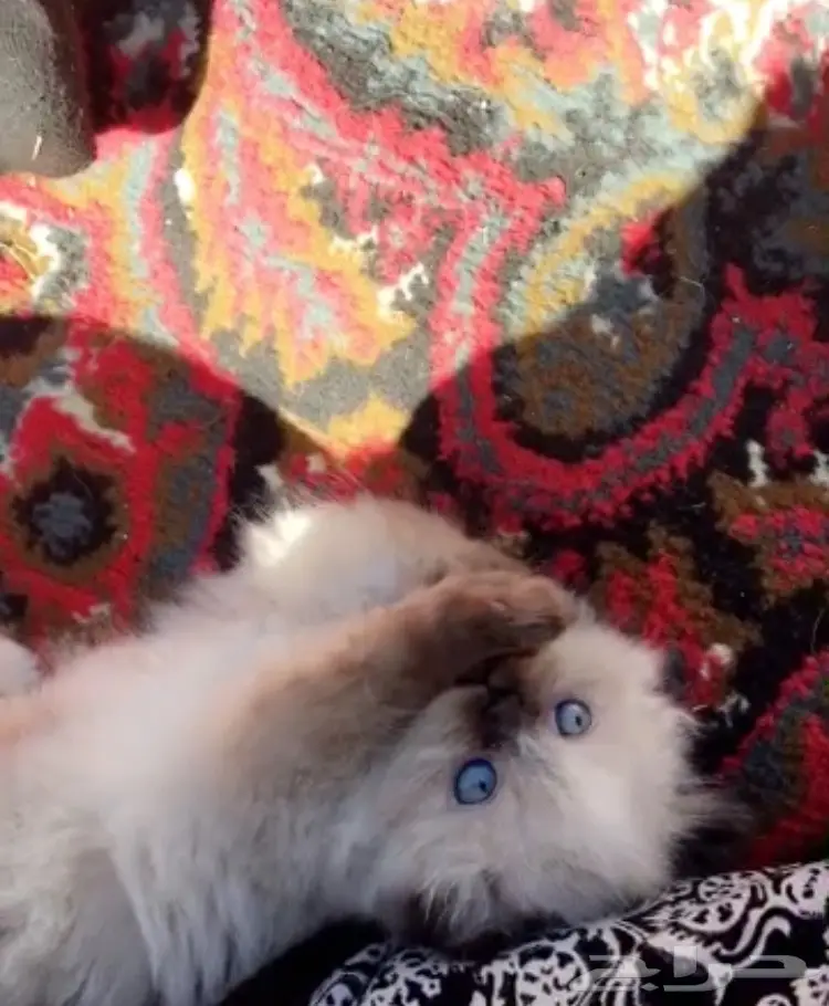 قطط كيتين هيمالايا مميزة وفريدة! 🐾 (image 1)