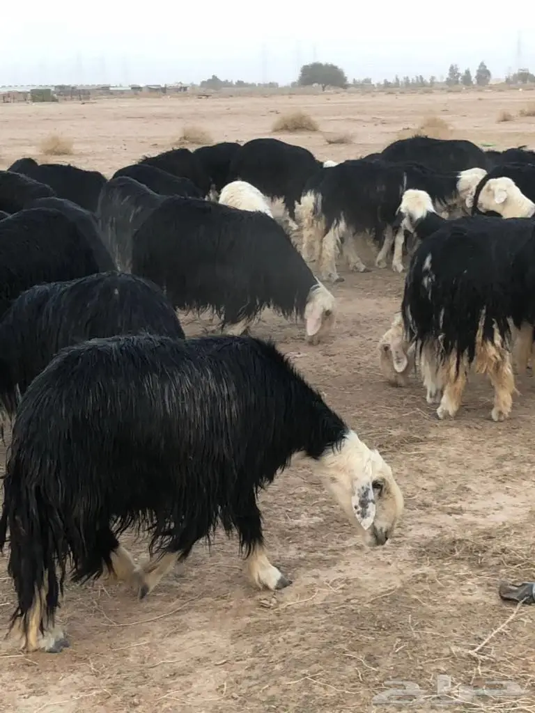 غنم نجد صنف - الدوادمي (image 7)