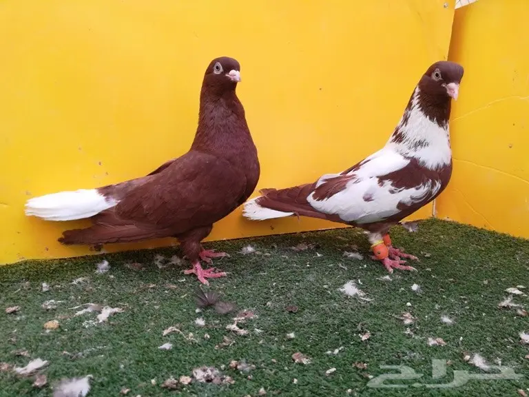  جوزين سوريات سنفور أحمر ومزاهير أحمر (image 7)