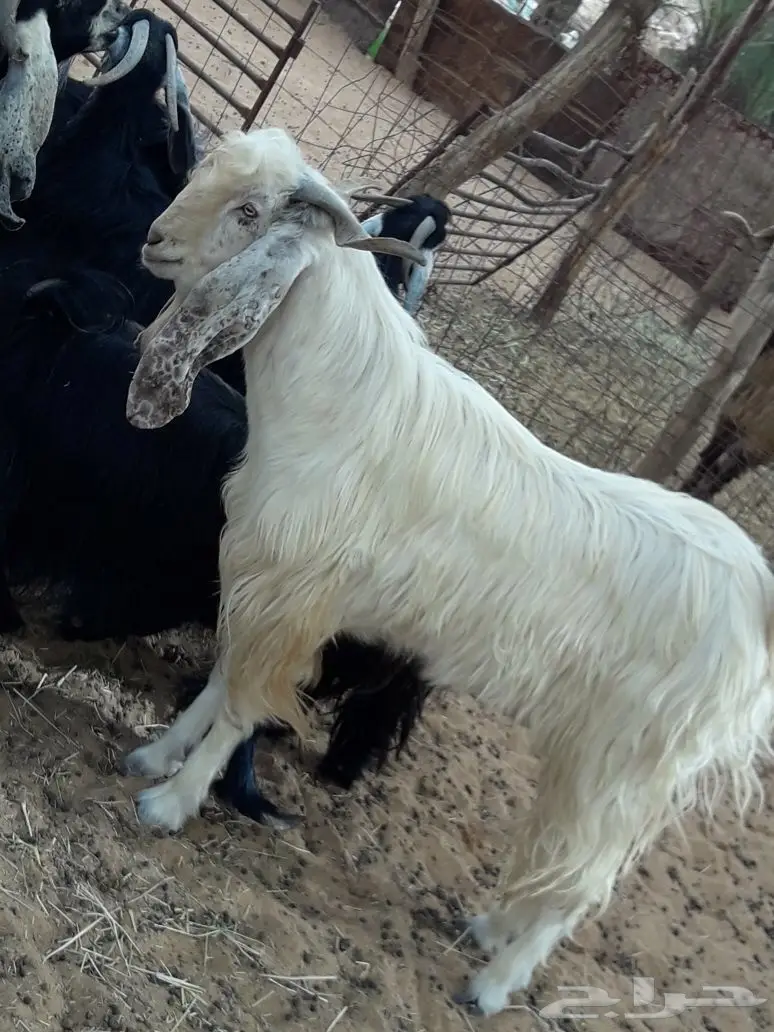 للبيع فحل تيس ابيض رباع 