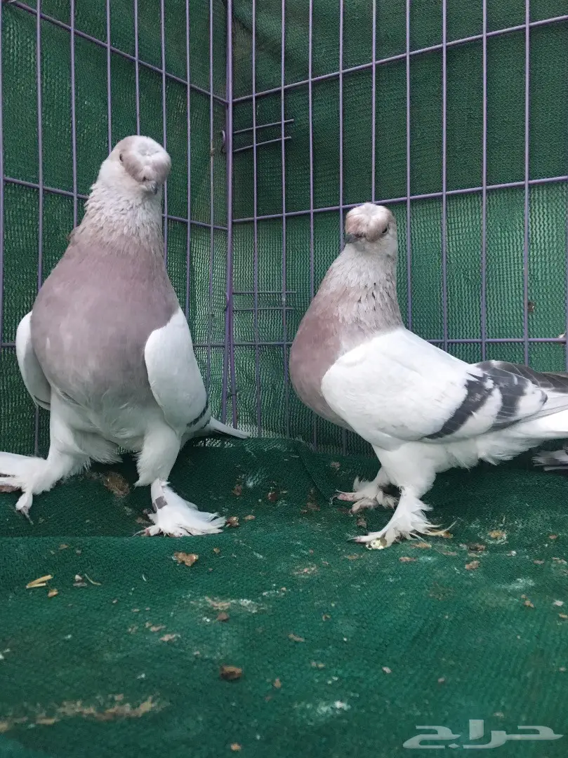 جوز تركي وردي (image 3)