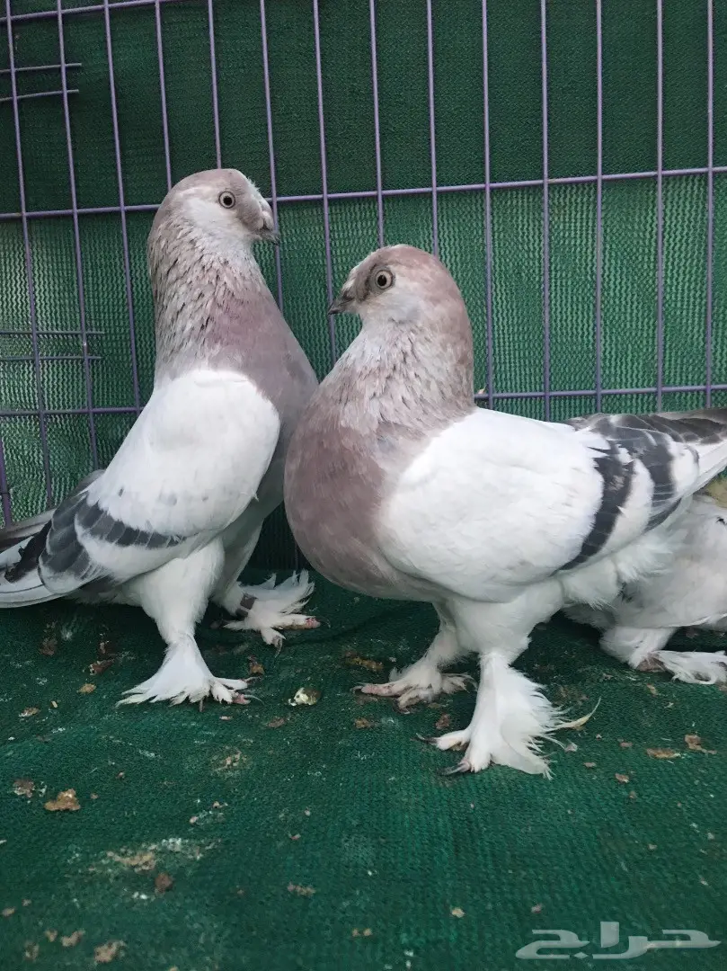 جوز تركي وردي (image 6)