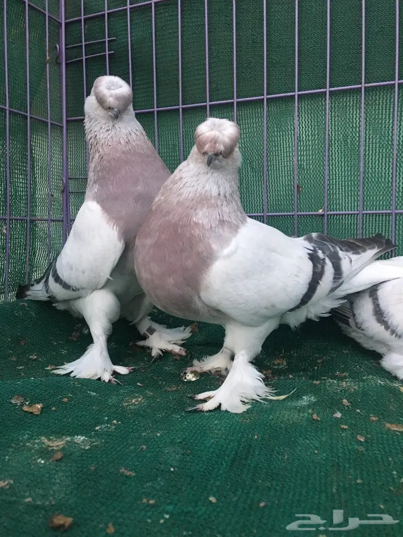 جوز تركي وردي