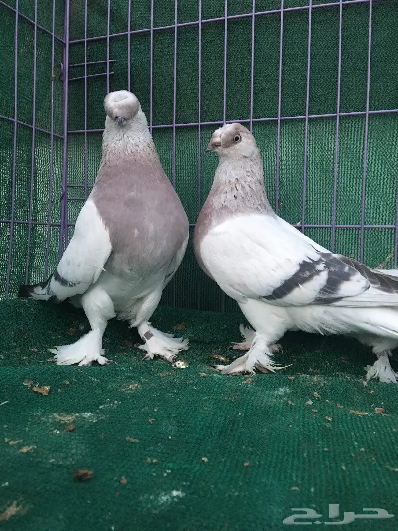 جوز تركي وردي (image 5)