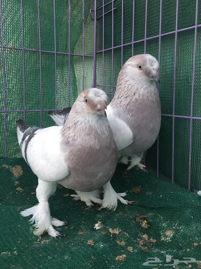 جوز تركي وردي (image 9)