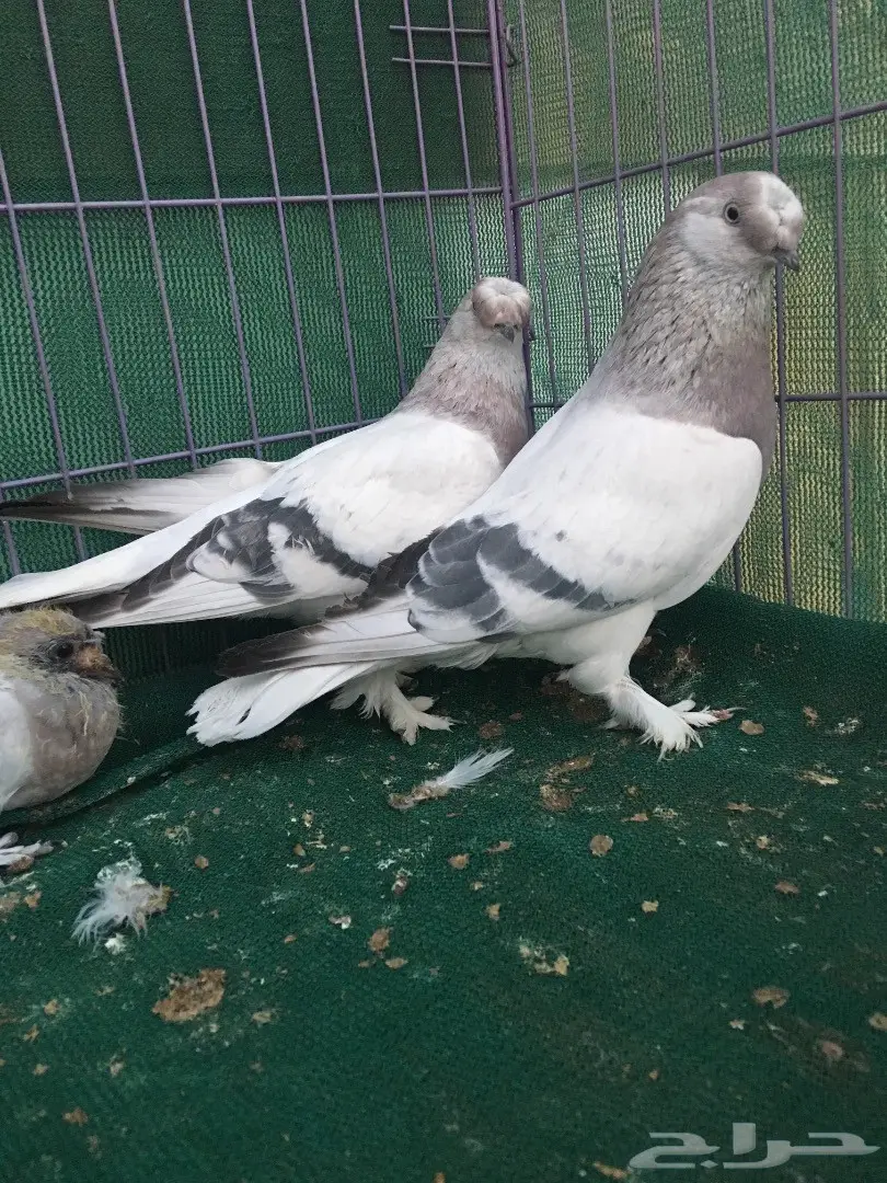 جوز تركي وردي (image 10)