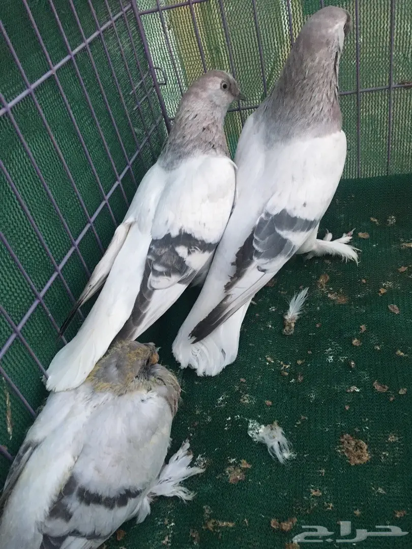 جوز تركي وردي (image 11)