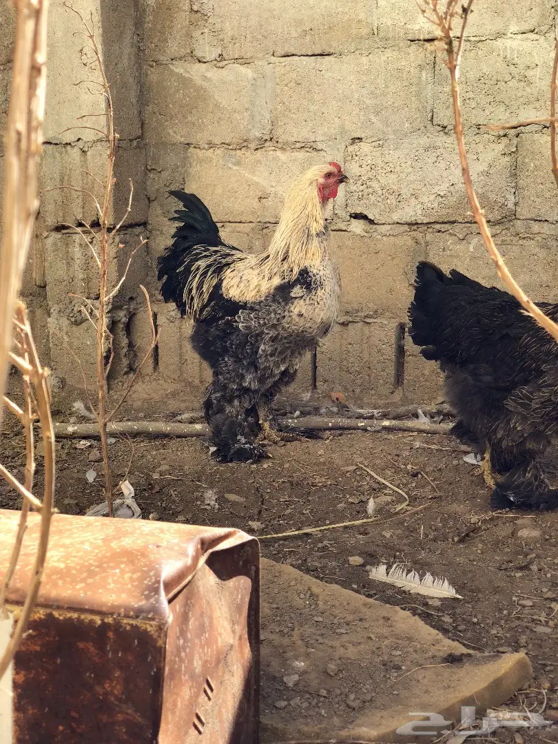 ديك براهما أصيل - فرصة لا تُفوّت! (image 1)