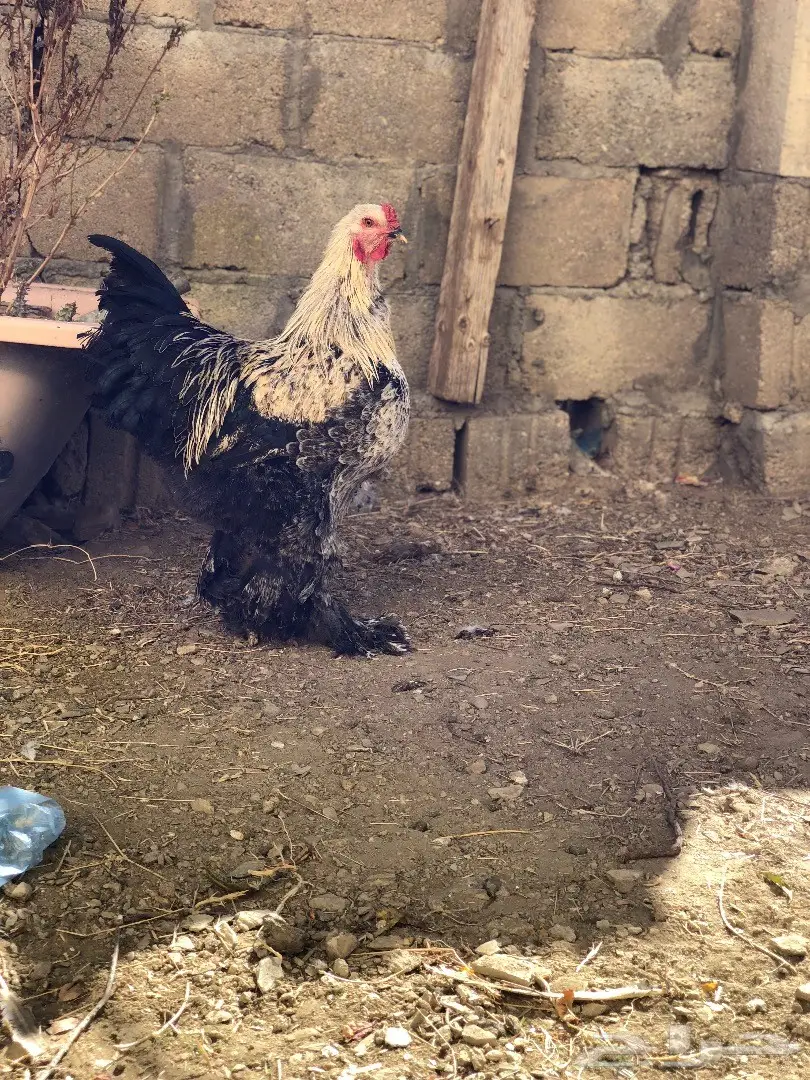 ديك براهما أصيل - فرصة لا تُفوّت! (image 2)