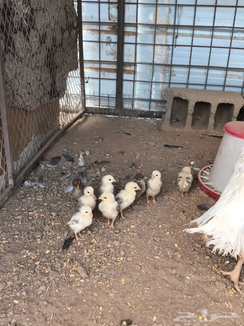 دجاج باكستاني أصيل - إنتاج ممتاز! (image 2)