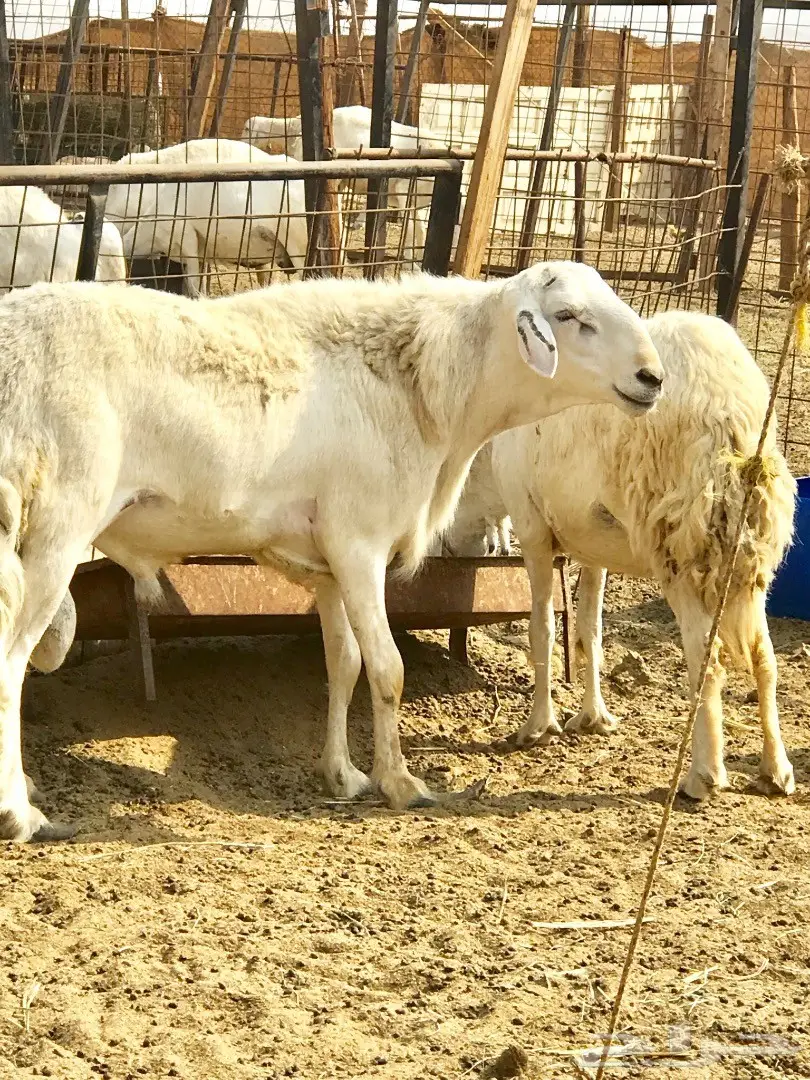 غنم حريات مقاني